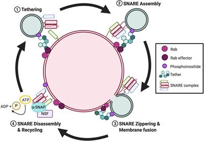 Better Together: Current Insights Into Phagosome-Lysosome Fusion